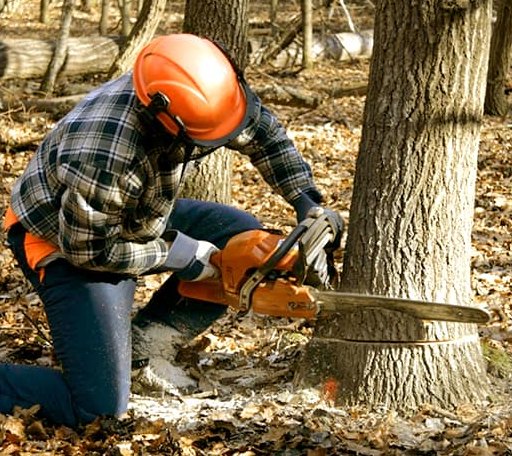 Tree Removal in Ozawkie, KS